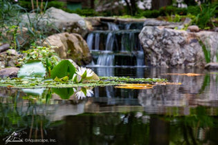  Pond Spring Cleaning