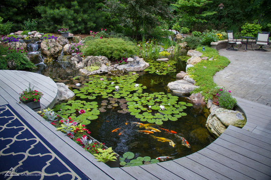  Enjoy the Stunning Beauty of Your Own Backyard Water Garden