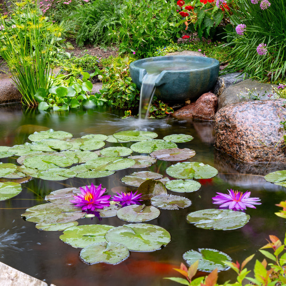 A Pond with a spillway bowl.