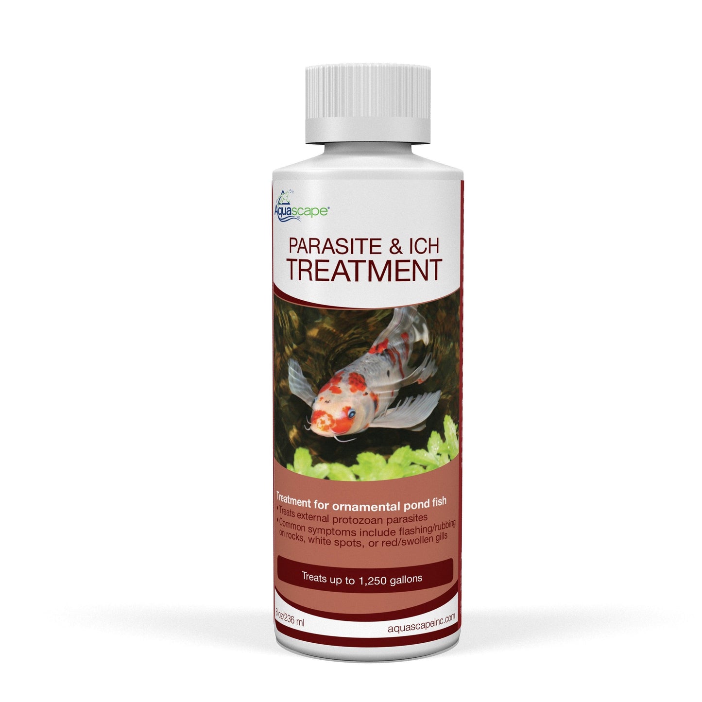 Praziquantel Treatment